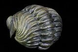 Long Enrolled Pedinopariops Trilobite - Incredible Preservation #76208-3